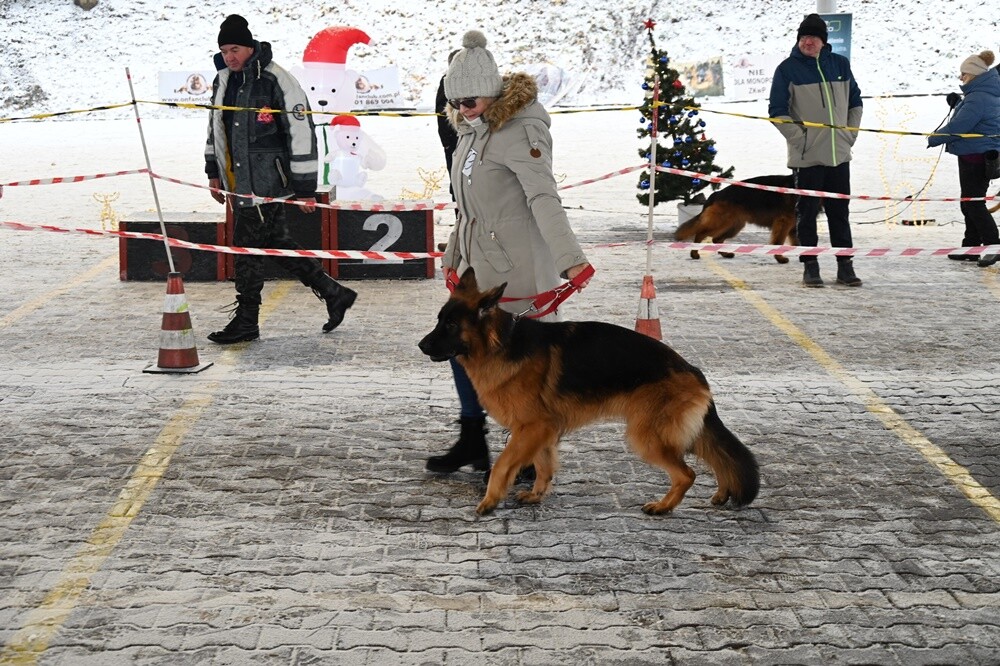 Na Terenach Targowych w Wirku odbyła się w niedzielę V Mikołajkowa Wystawa Owczarków Niemieckich. Pokazom psów towarzyszyła zbiórka prezentów świątecznych dla dzieci z placówek opiekuńczo-wychowawczych w Rudzie Śląskiej.

fot. UM Ruda Śląska