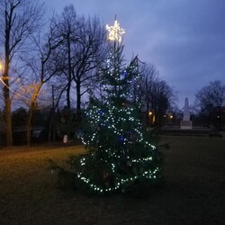 Strojenie choinki na plantach