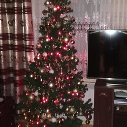 Choinki naszych Czytelników