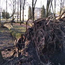 Wichura w Rudzie Śląskiej