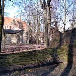 Wichura w Rudzie Śląskiej
