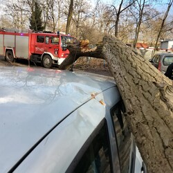 Wichura w Rudzie Śląskiej