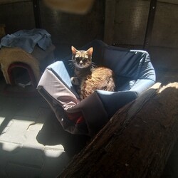 Koty z Ukrainy w TOZ Fauna