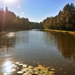 Jesień w lesie halembskim