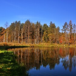 Jesień w lesie halembskim