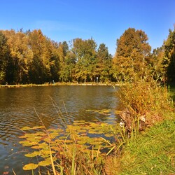 Jesień w lesie halembskim