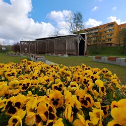 Nasadzenia kwiatów