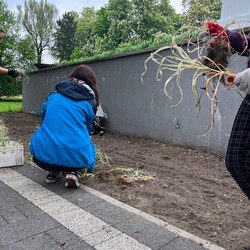 Roślinna (r)ewolucja na plantach w Kochłowicach