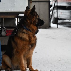 Charytatywna Wystawa Mikołajkowa Owczarków Niemieckich