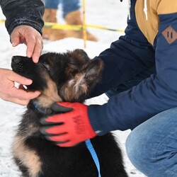 Charytatywna Wystawa Mikołajkowa Owczarków Niemieckich