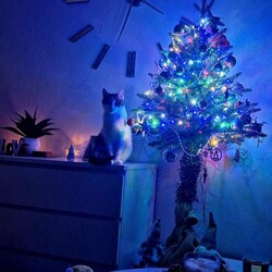 Bożonarodzeniowe drzewka naszych czytelników