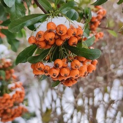 Zima w Rudzie Śląskiej - Czytelnicy