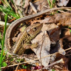 Pierwsze oznaki wiosny