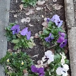 Pierwsze oznaki wiosny