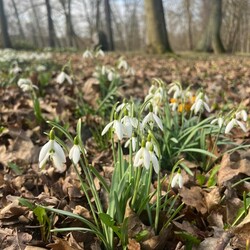 Pierwsze oznaki wiosny