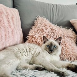 Międzynarodowy Dzień Kota