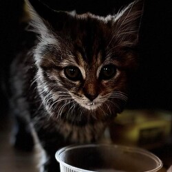 Międzynarodowy Dzień Kota