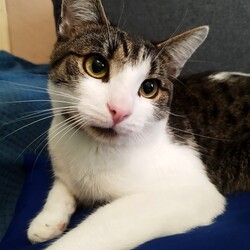 Międzynarodowy Dzień Kota