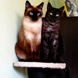 Międzynarodowy Dzień Kota