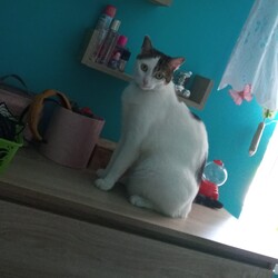 Międzynarodowy Dzień Kota