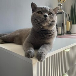 Międzynarodowy Dzień Kota