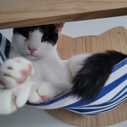 Międzynarodowy Dzień Kota