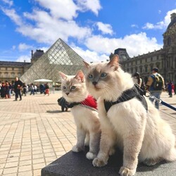 Międzynarodowy Dzień Kota