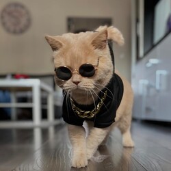 Międzynarodowy Dzień Kota