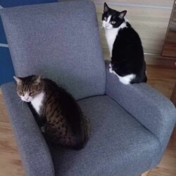 Międzynarodowy Dzień Kota