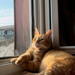 Międzynarodowy Dzień Kota