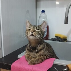 Międzynarodowy Dzień Kota