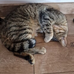 Międzynarodowy Dzień Kota