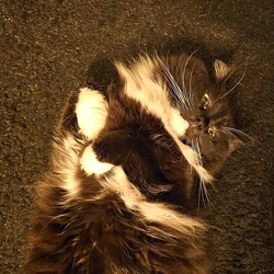 Międzynarodowy Dzień Kota