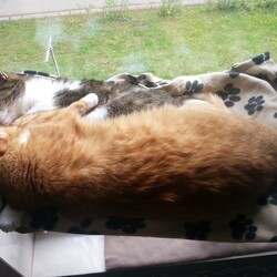 Międzynarodowy Dzień Kota