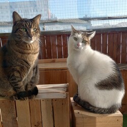 Międzynarodowy Dzień Kota