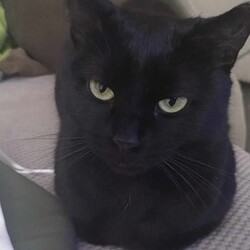 Międzynarodowy Dzień Kota