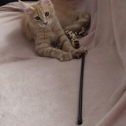 Międzynarodowy Dzień Kota