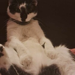 Międzynarodowy Dzień Kota