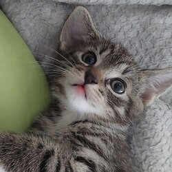 Międzynarodowy Dzień Kota