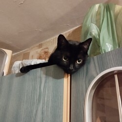 Międzynarodowy Dzień Kota