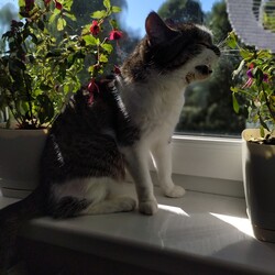 Międzynarodowy Dzień Kota