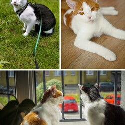 Międzynarodowy Dzień Kota