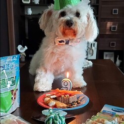 Międzynarodowy Dzień Psa