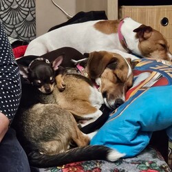 Międzynarodowy Dzień Psa