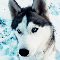 Międzynarodowy Dzień Psa