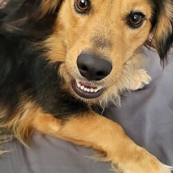 Międzynarodowy Dzień Psa