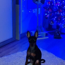 Międzynarodowy Dzień Psa