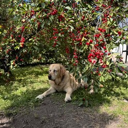 Międzynarodowy Dzień Psa