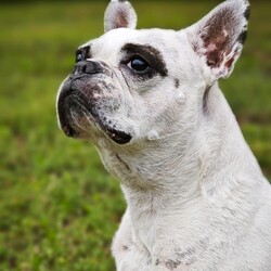 Międzynarodowy Dzień Psa