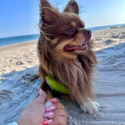 Międzynarodowy Dzień Psa